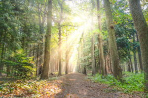 Light Path in woods